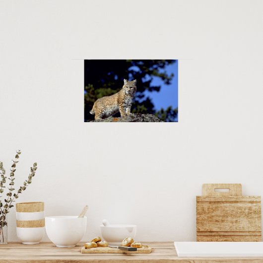 Poster Bobcat (Cuisine)
