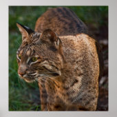 Poster BobCat (Devant)