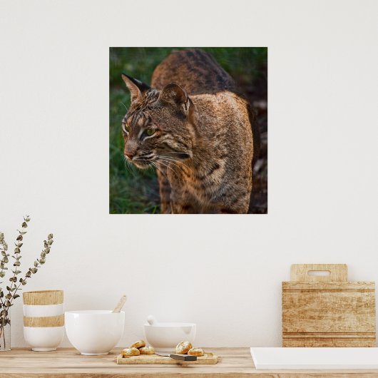 Poster BobCat (Cuisine)