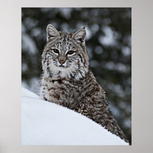 Poster Bobcat dans la neige