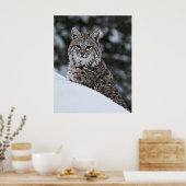 Poster Bobcat dans la neige (Cuisine)