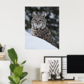 Poster Bobcat dans la neige (Bureau à domicile)