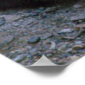 Poster Bobcat dans le désert de Sonoran (Coin)