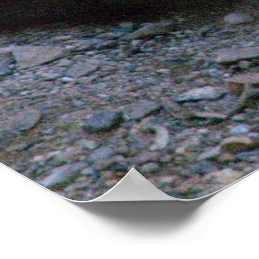 Poster Bobcat dans le désert de Sonoran (Coin)