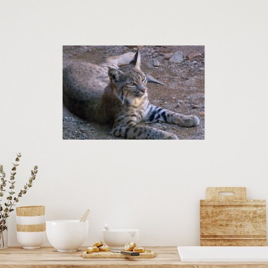 Poster Bobcat dans le désert de Sonoran (Cuisine)