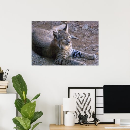 Poster Bobcat dans le désert de Sonoran (Bureau à domicile)