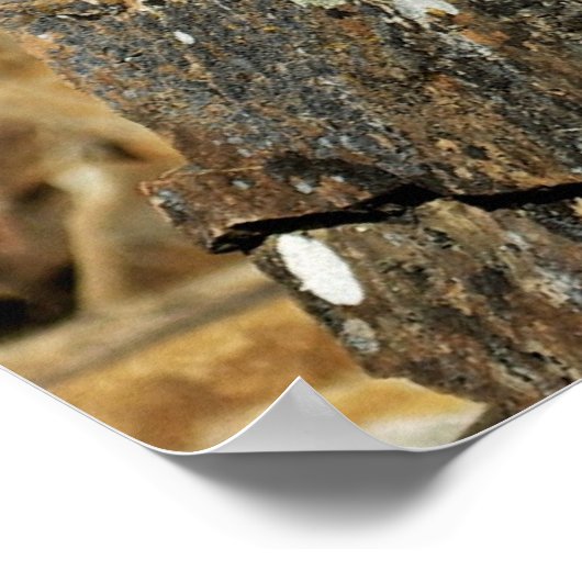 Poster Bobcat dans les rochers (Coin)