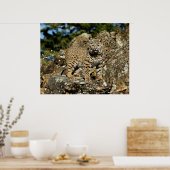 Poster Bobcat dans les rochers (Cuisine)