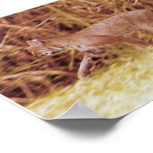 Poster Bobcat de Floride (Coin)