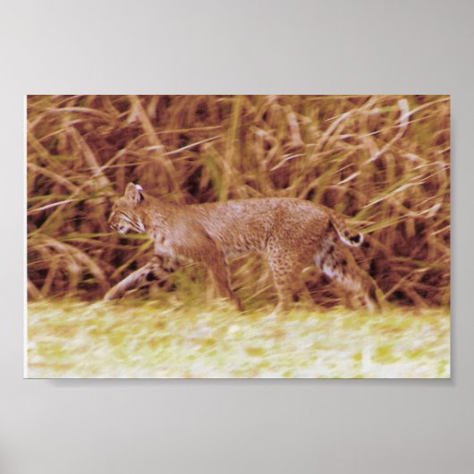 Poster Bobcat de Floride (Devant)