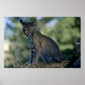Poster Bobcat-kitten (Devant)