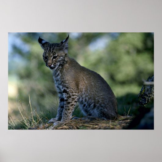 Poster Bobcat-kitten (Devant)