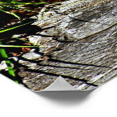 Poster Bobcat Kitten (Coin)