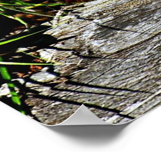 Poster Bobcat Kitten (Coin)