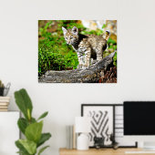 Poster Bobcat Kitten (Bureau à domicile)