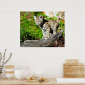 Poster Bobcat Kitten (Cuisine)