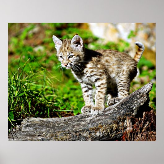 Poster Bobcat Kitten (Devant)