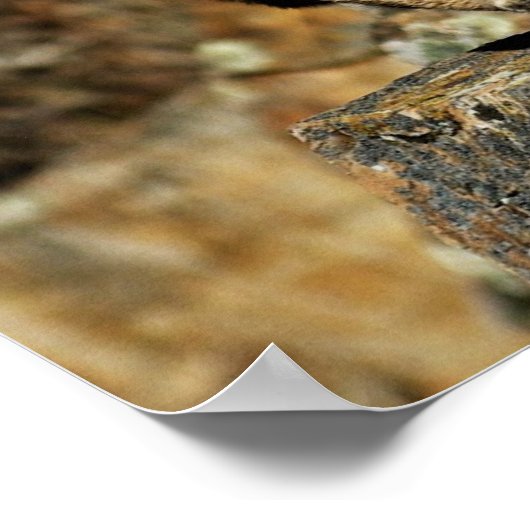 Poster Bobcat - Prêt à rebondir (Coin)