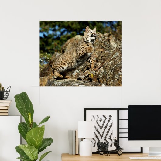 Poster Bobcat - Prêt à rebondir (Bureau à domicile)