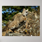 Poster Bobcat - Prêt à rebondir (Devant)