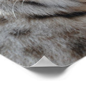 Poster Bobcat rampant (Coin)