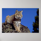Poster Bobcat surligné (Devant)