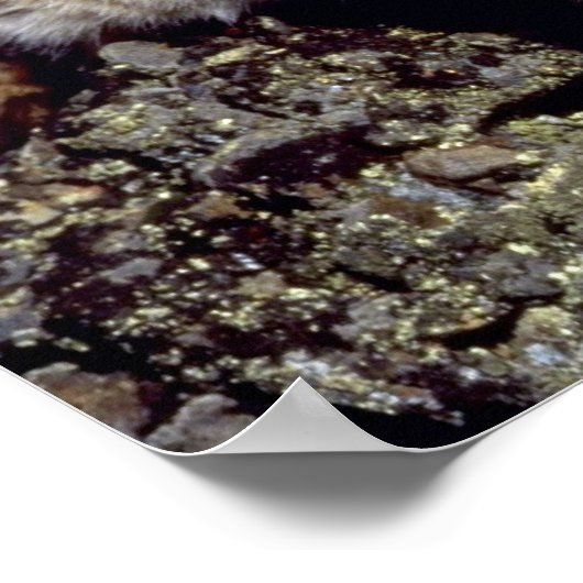 Poster Bobcat surligné (Coin)