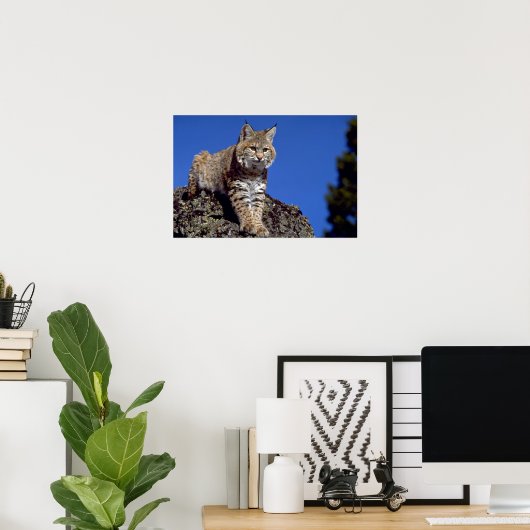 Poster Bobcat surligné (Bureau à domicile)