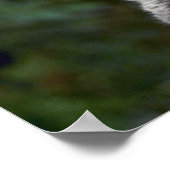 Poster Bobcats-chatons d'été (Coin)