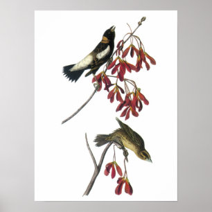 Poster Bobolink par Audubon