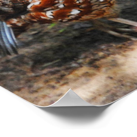 Poster Bobwhite (Coin)