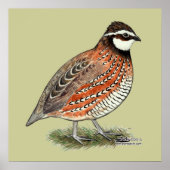 Poster Bobwhite Quail (Devant)