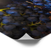 Poster Bodega Marques de Riscal vignoble, raisins (Coin)