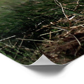 Poster Boer Chèvre Mère Et Bébé Imprimer (Coin)