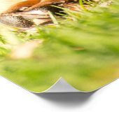 Poster Boerbol (Coin)