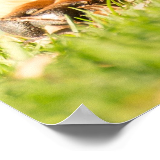 Poster Boerbol (Coin)