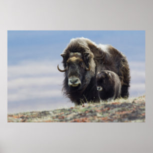 Poster Boeuf musqué avec veau