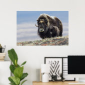 Poster Boeuf musqué avec veau (Bureau à domicile)