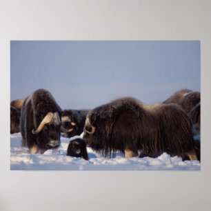 Poster bœuf musqué, Ovibos moschatus, taureau et vache