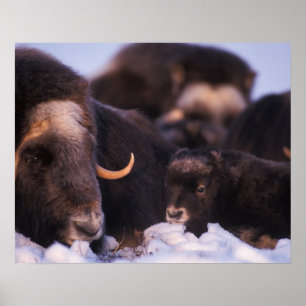 Poster bœuf musqué, Ovibos moschatus, vache avec nouveau-