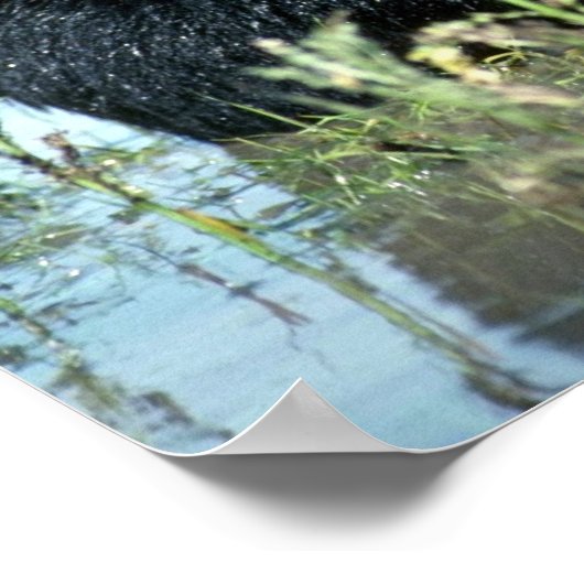 Poster Boeuf noir dans le marais d'été (Coin)