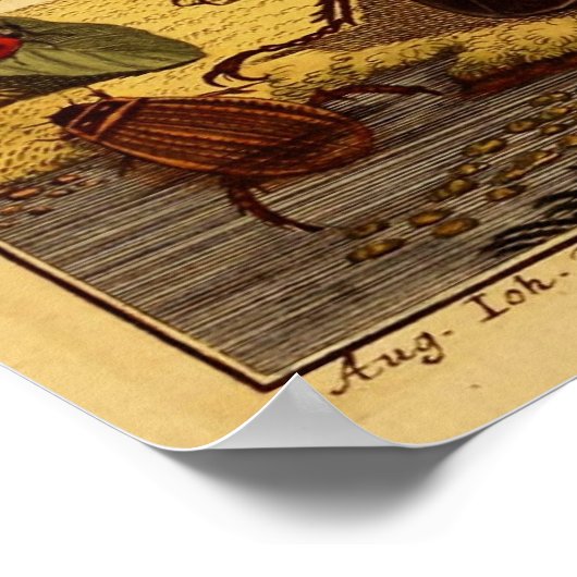 Poster Bogue 1764 (Coin)