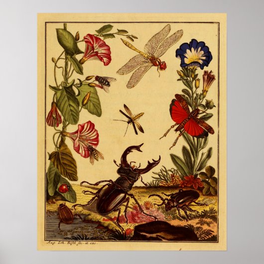 Poster Bogue 1764 (Devant)