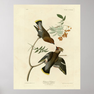 Poster Bohème Chatterer (cire) Audubon Birds Amérique