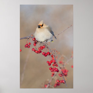 Poster Bohemian waxwing en hiver, Canada