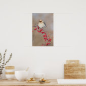 Poster Bohemian waxwing en hiver, Canada (Cuisine)