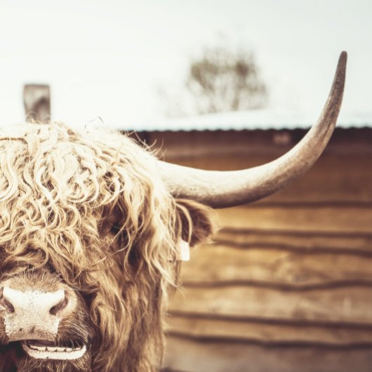 Poster Boho Highland Cow Wall Art