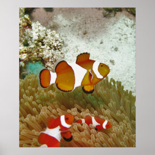 Poster Bohol Clown Fish Family