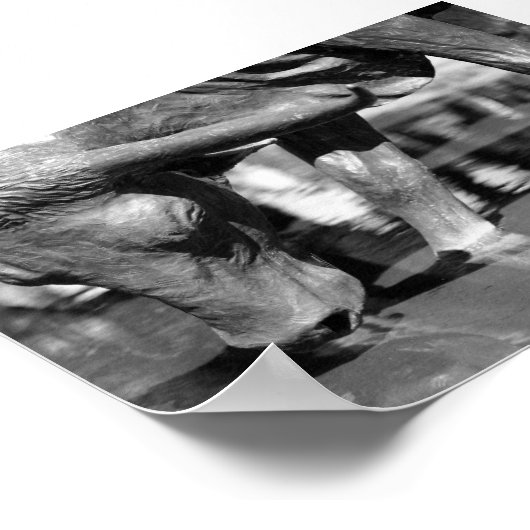 Poster Boire Longhorn (Coin)