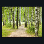 Poster Bois<br><div class="desc">Route dans une forêt de bouleaux</div>